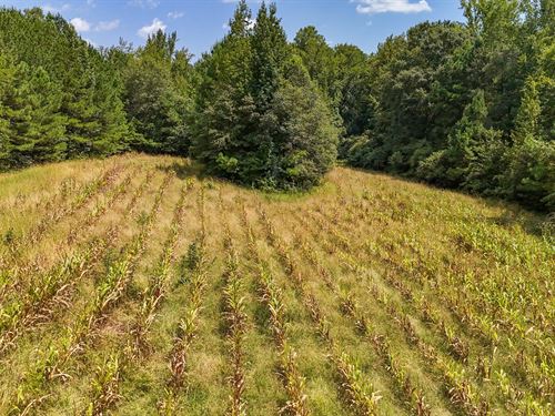 167 Acres, Hunting & Investment : Wadley : Chambers County : Alabama