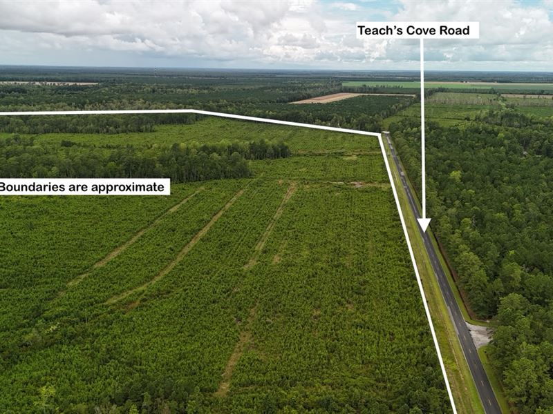 214 AC of Land with Creek Frontage : Oriental : Pamlico County : North Carolina