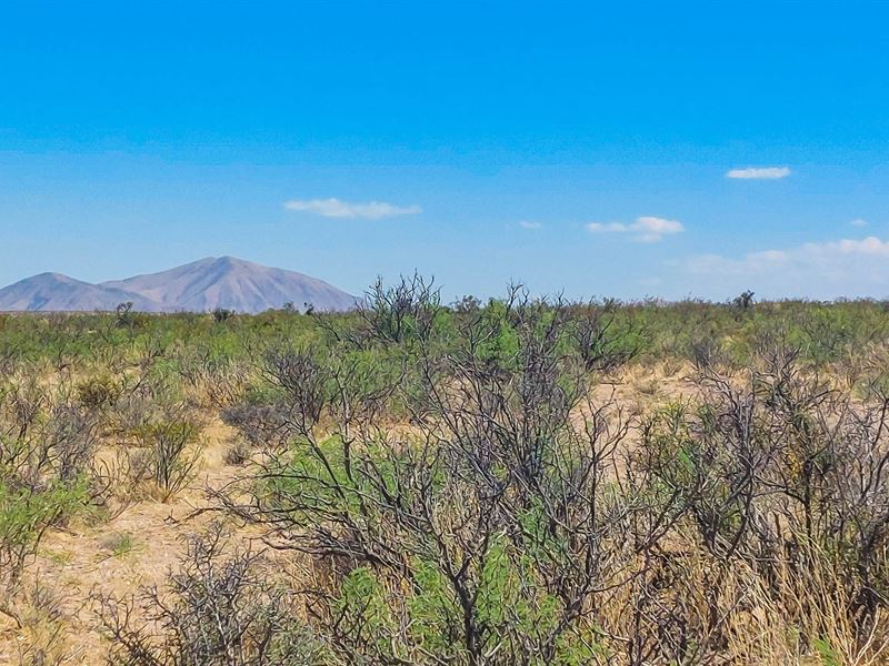 Get 20 Acres of Freedom in Hudspeth : Salt Flat : Hudspeth County : Texas