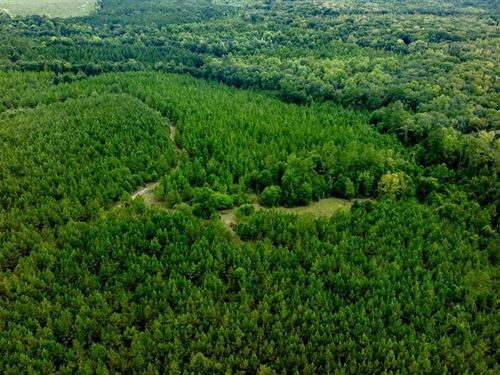 Buck Creek Whitetail Haven : Ellaville : Macon County : Georgia