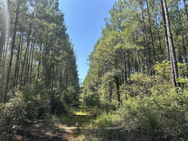 Lockwood Road Tract, 160 Acres : Tibbie : Washington County : Alabama