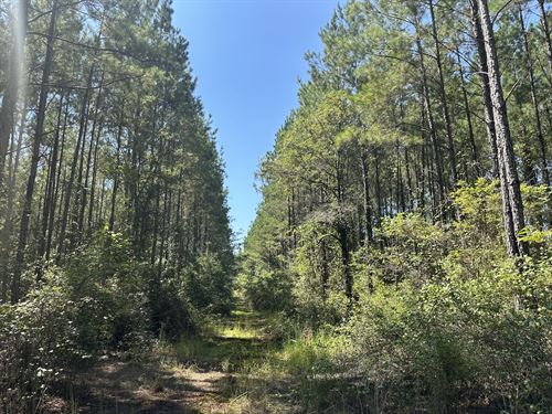 Lockwood Road Tract, 160 Acres : Tibbie : Washington County : Alabama