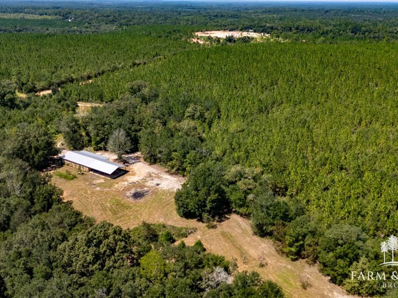 229 Ac Upland Longleaf Plantation : Caryville : Washington County : Florida