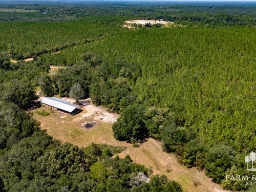 229 Ac Upland Longleaf Plantation : Caryville : Washington County : Florida