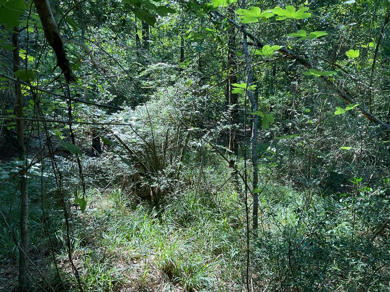 Patsburg Hwy Lot 4 : Luverne : Crenshaw County : Alabama