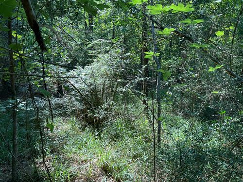 Patsburg Hwy Lot 4 : Luverne : Crenshaw County : Alabama