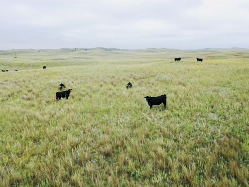 Downing County Line Rangeland : Arnold : Custer County : Nebraska