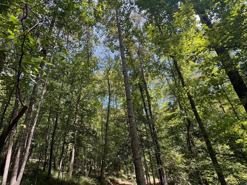 Hale County Hardwood Timber Tract : Havana : Hale County : Alabama