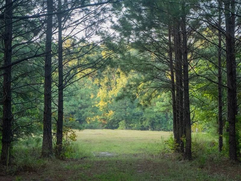 Claiborne Parish Timberland for Sal : Junction City : Claiborne Parish : Louisiana