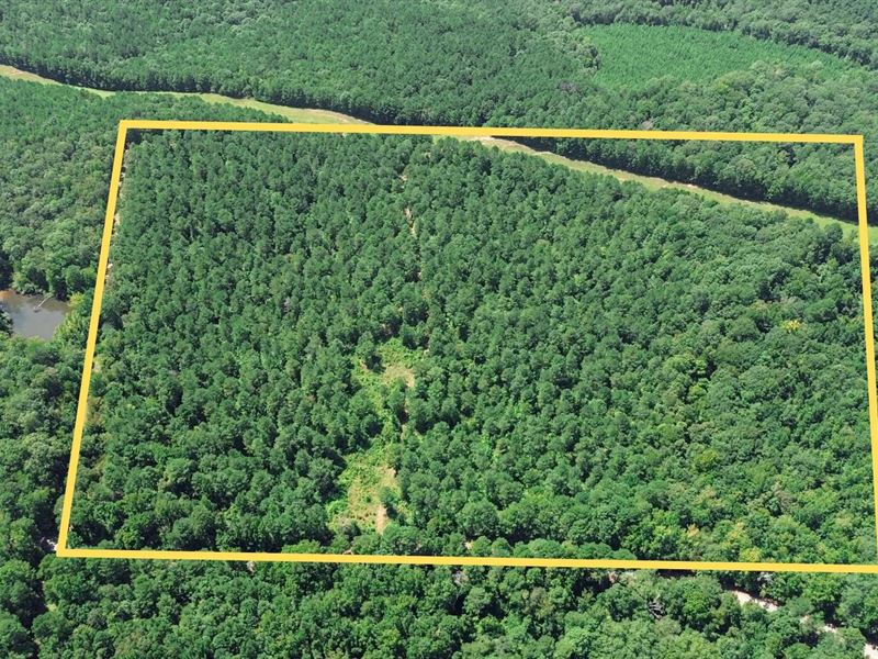 Lincoln Parish Timberland for Sale : Dubach : Lincoln Parish : Louisiana