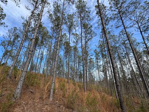 44.95 Acres in Coosa County : Equality : Coosa County : Alabama