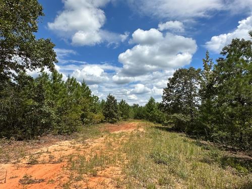 Sid Duncan Road Tract, 219 Acres : Marion : Perry County : Alabama