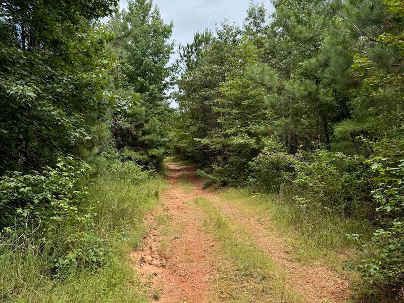 80 Acres of Timberland in Clebu : Fruithurst : Cleburne County : Alabama