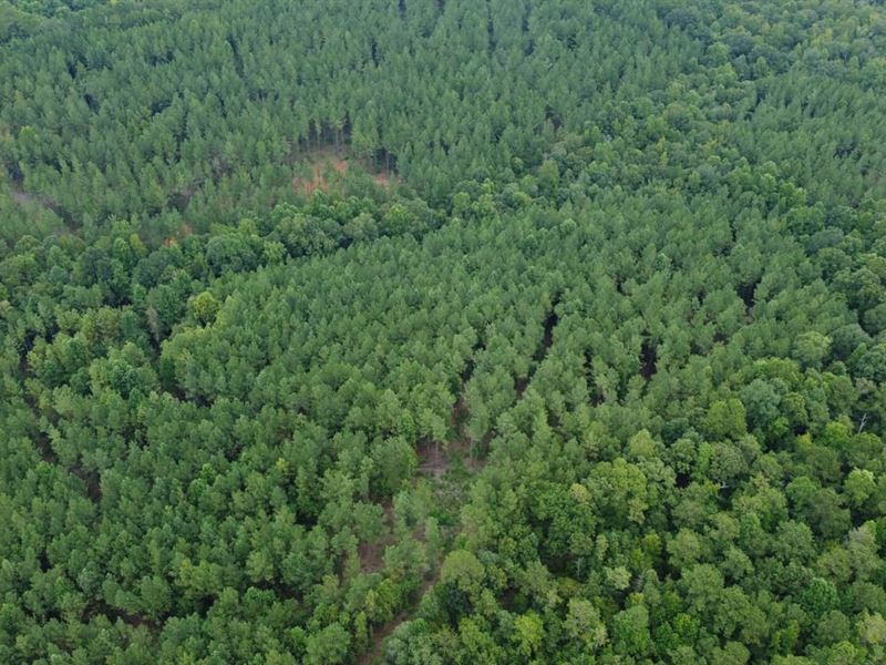 6 Acres Near Lake Martin : Dadeville : Tallapoosa County : Alabama