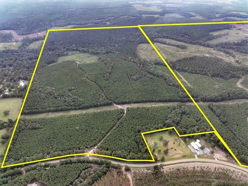 179 Acres, T-1, Bar D Ranch : Corrigan : Polk County : Texas