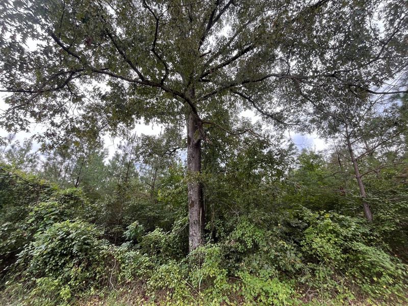 8 Acres Bluff Community, Fayette : Fayette : Fayette County : Alabama