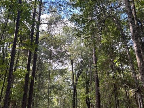 Dale County Recreation, 92 Acres : Ozark : Dale County : Alabama