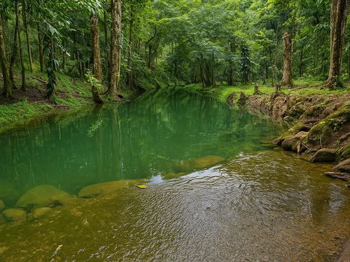 Cattle Ranch Sarapiqui : Sarapiqui : Costa Rica