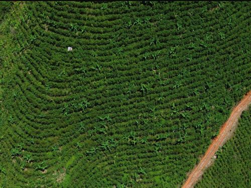 Premium Coffee Farm : Tarrazu : Costa Rica