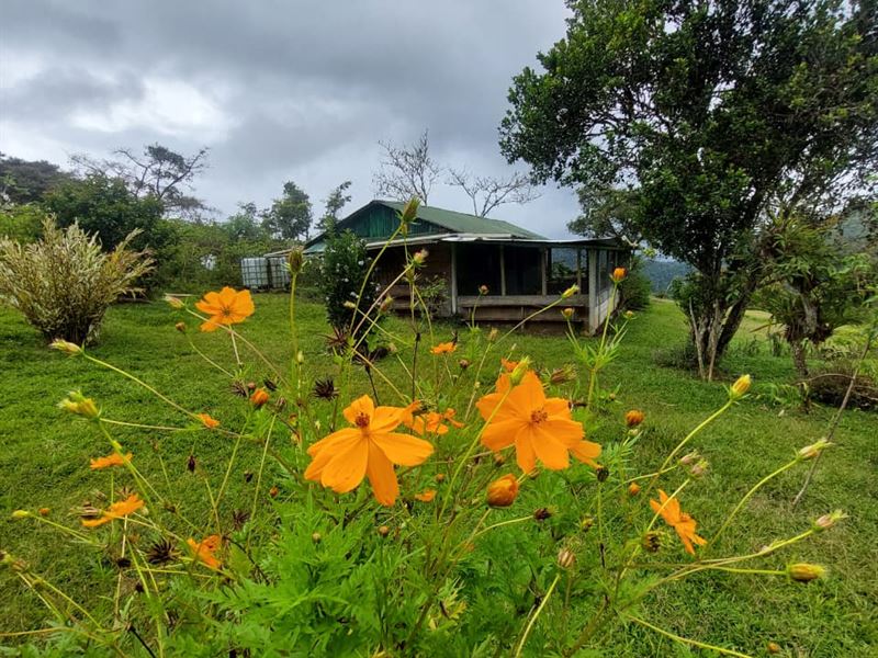 Jade Pastures : Tayutic : Costa Rica