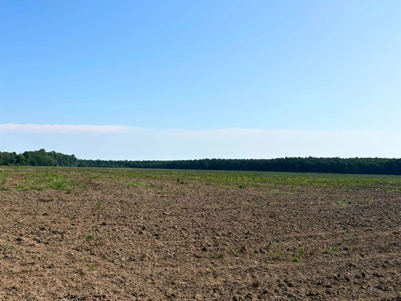 120 Acres in Sharkey County in Angu : Anguilla : Sharkey County : Mississippi