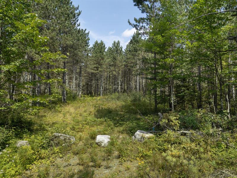 200 Wooded Acres : Pelican : Oneida County : Wisconsin