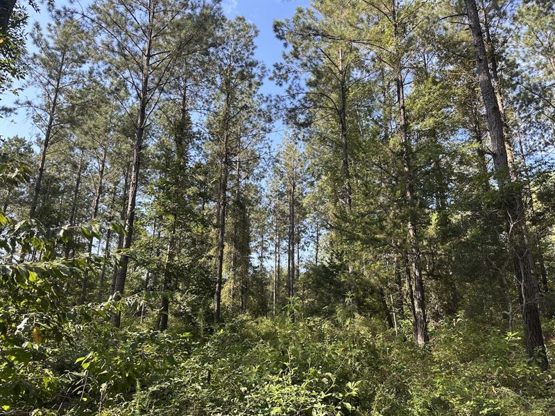 Mt. Rose Road Tract, 14 Acres : McKenzie : Butler County : Alabama