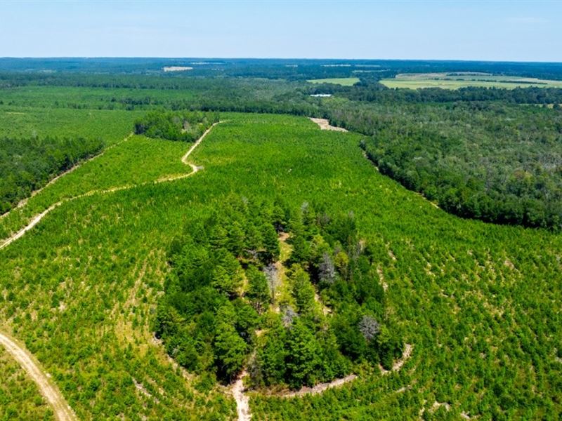 Whitewater Hills : Butler : Taylor County : Georgia