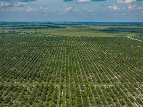 Holly Hill Grove : Sebring : Highlands County : Florida