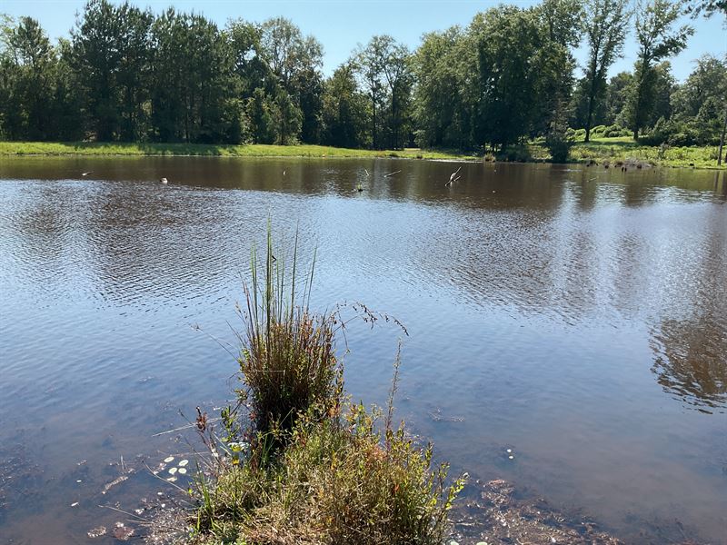 County Road 161 Tract,105 Acres : Brundidge : Coffee County : Alabama