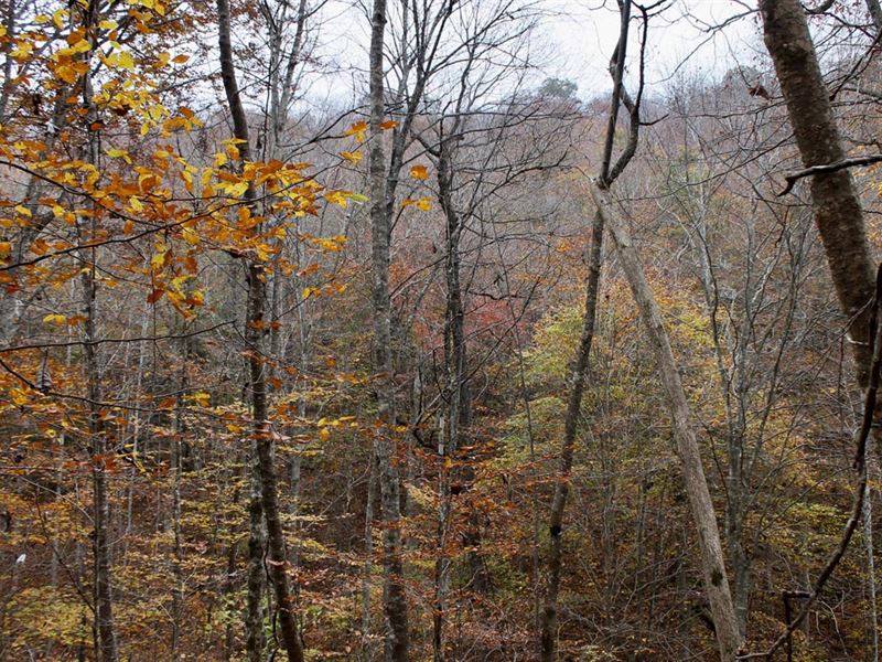 Own Off Grid Land for $999 Down : Hyden : Leslie County : Kentucky