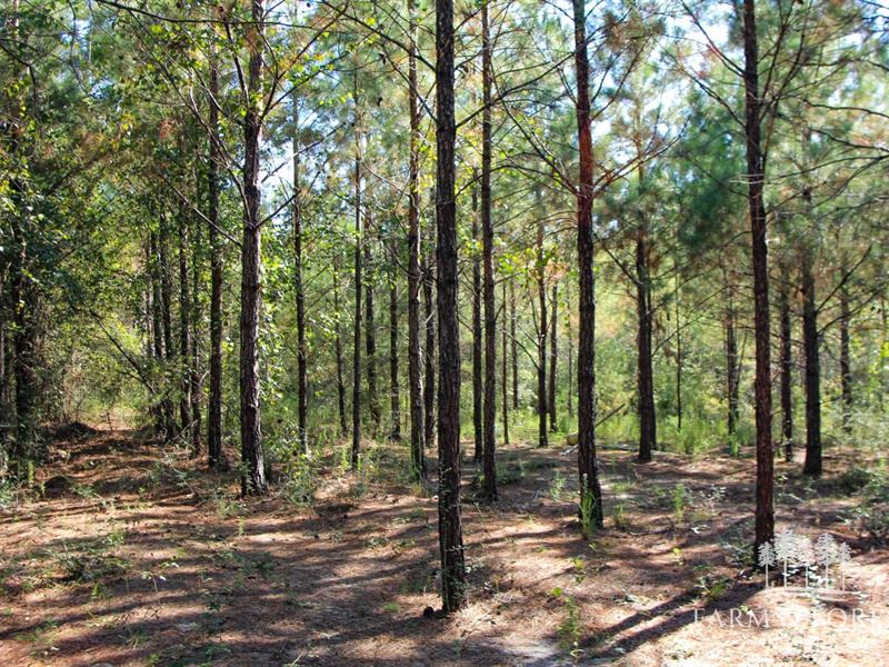 40 Ac, South 40 Hunting / Timber : Caryville : Washington County : Florida
