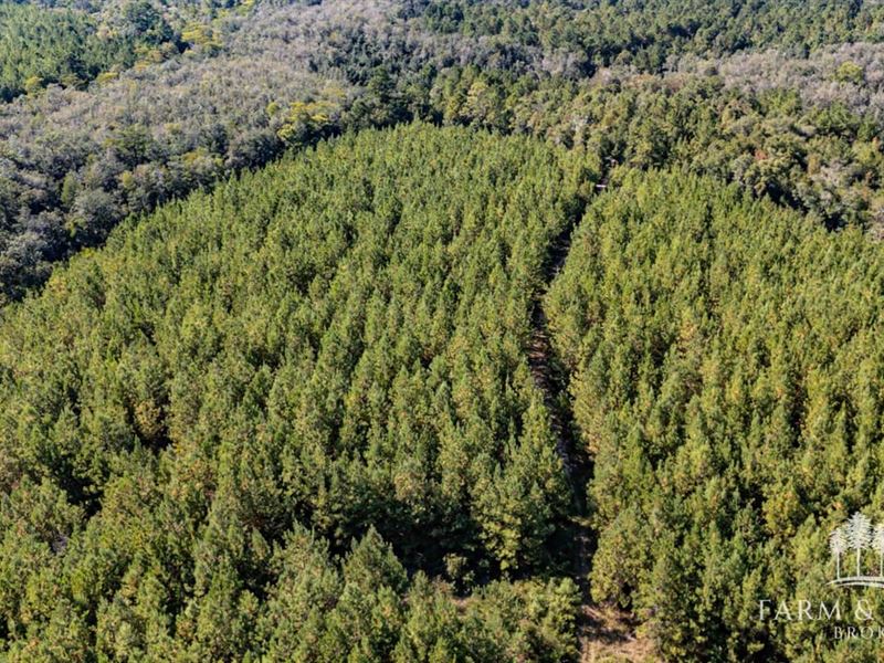 43 Ac North Forty, Timber & Hunt : Caryville : Washington County : Florida