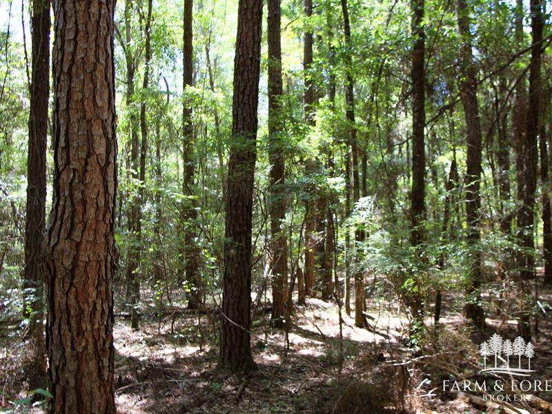 79.36 Ac Tenmile Creek Tract : Bonifay : Holmes County : Florida