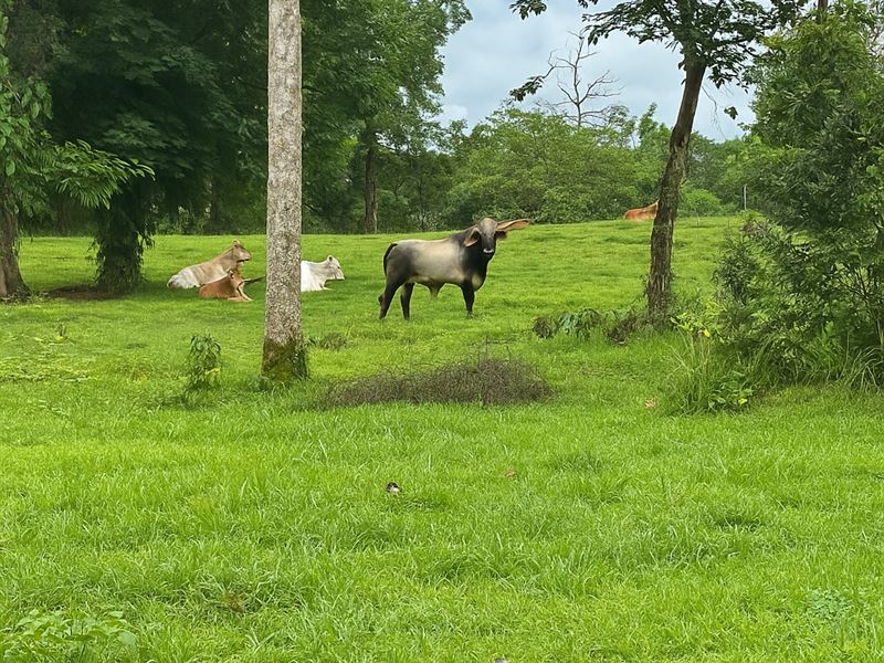 32 Acre Farm in Sarapiqui : Sarapiqui : Costa Rica