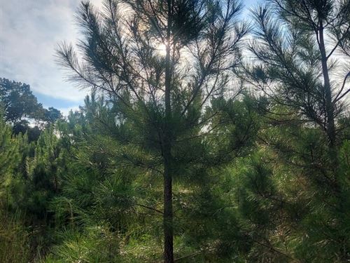 Hart Tract, 96 Acres : Georgetown : Quitman County : Georgia