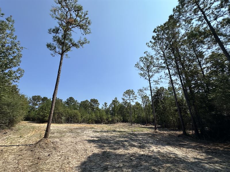 Fairfield Road Tract, 34 Acres : Coffeeville : Clarke County : Alabama