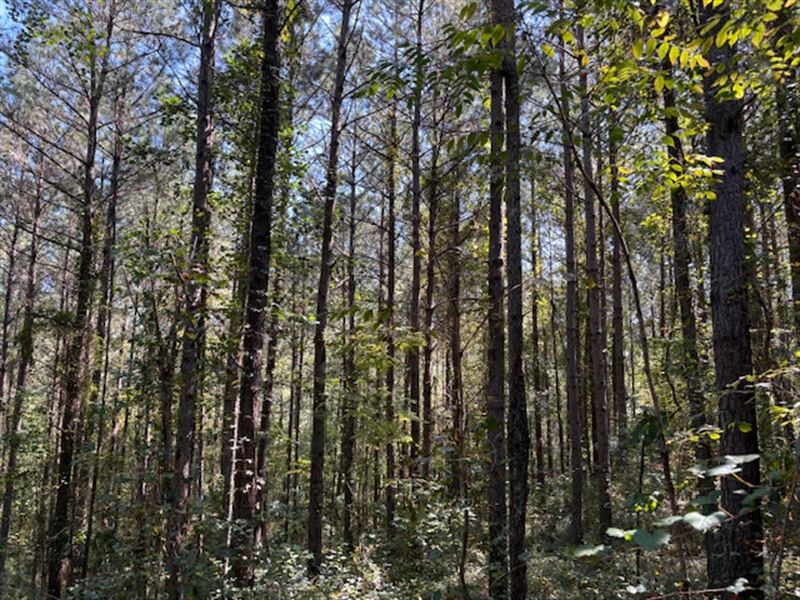 Heflin Exit 205 : Heflin : Cleburne County : Alabama