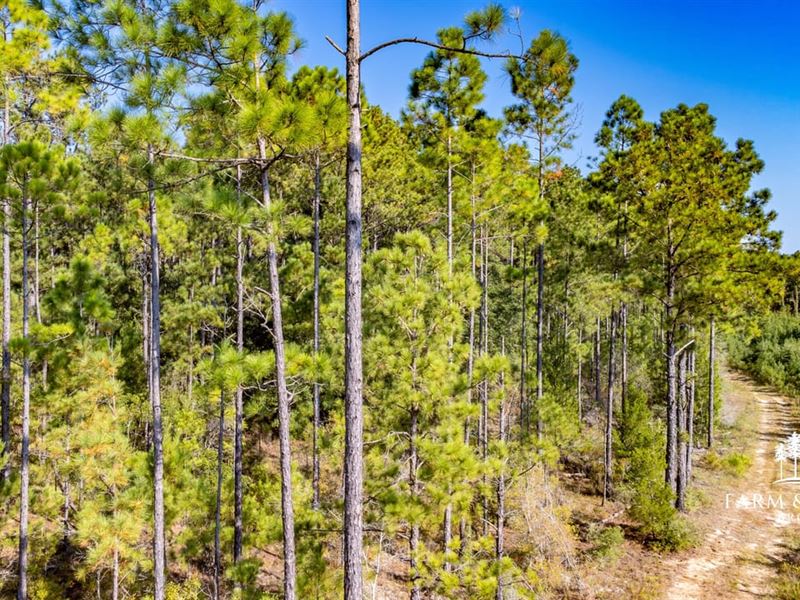 223 Ac Timber, Hunting and Pond Wit : Bonifay : Holmes County : Florida