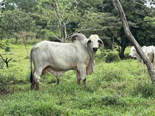 86 Acre Farm with Water in Guatuso : Guatuso : Costa Rica