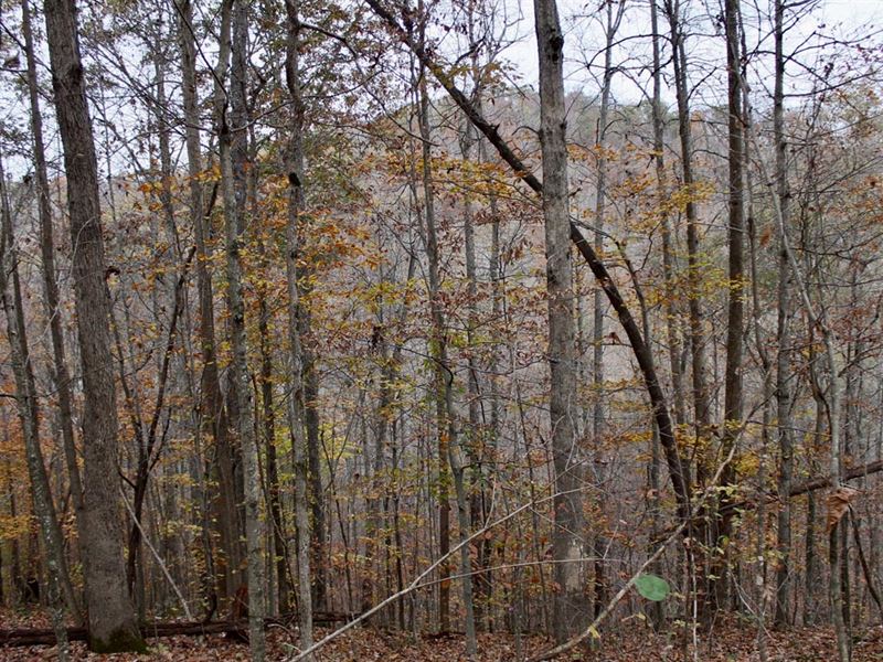 $999 Down Off Grid Land : Hyden : Leslie County : Kentucky