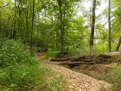 Own Tennessee Land Today : Flatwoods : Perry County : Tennessee