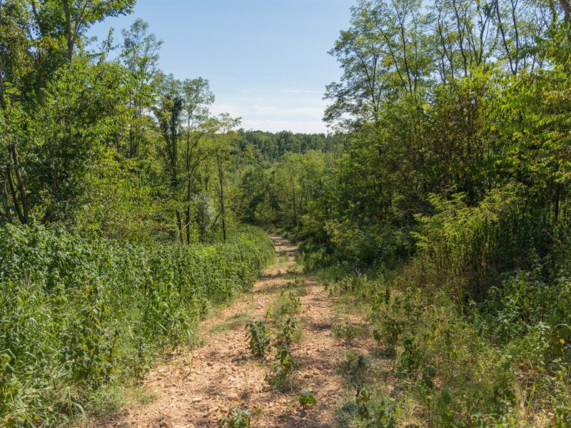 Own Off Grid Land, no Credit Check : Flatwoods : Perry County : Tennessee