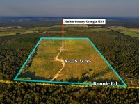 Longleaf Farm Investment & Hunting : Buena Vista : Marion County : Georgia
