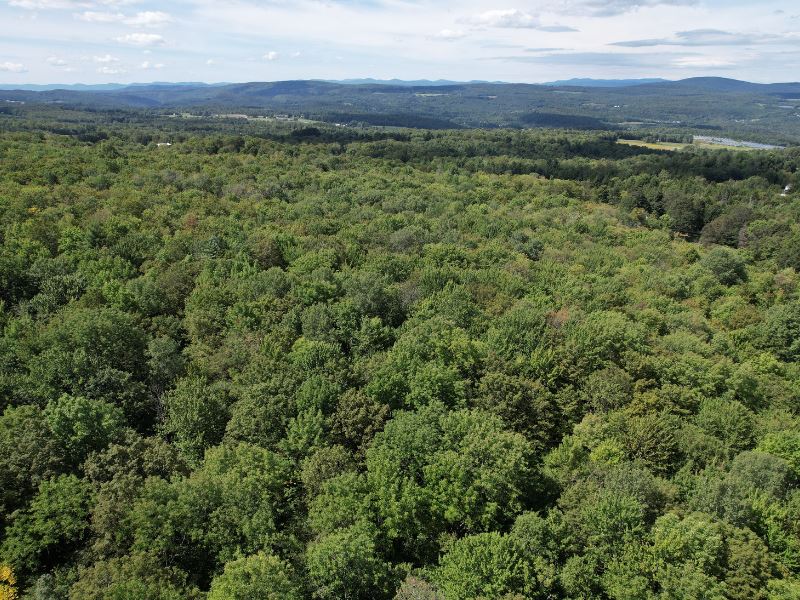 Split Rock Forest : Williamstown : Orange County : Vermont