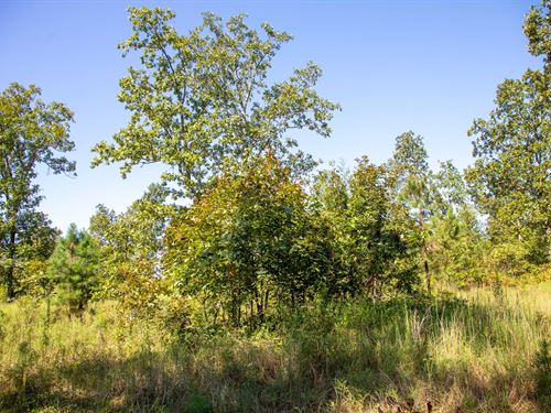 $499 Down Land Available : Birch Tree : Shannon County : Missouri