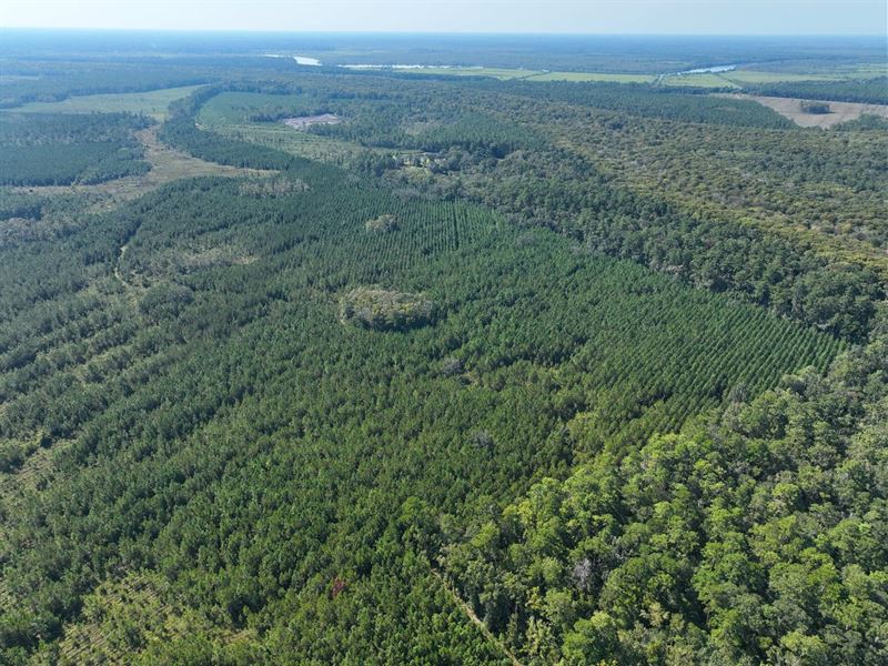 100 Ac Land for Sale Chaney Road : White Oak : Camden County : Georgia