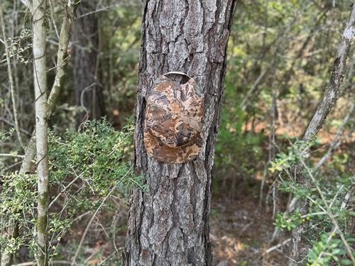 10 Acres Tract 1 in George Count : Lucedale : George County : Mississippi