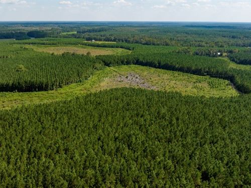 Hudson Ferry Timber : Newington : Screven County : Georgia