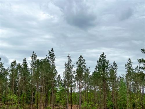 22 Acres, T-21, CR 2145 : Wheeler Springs : Houston County : Texas